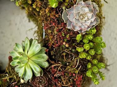 Living Wreath Workshop